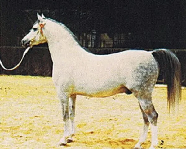 GALERO