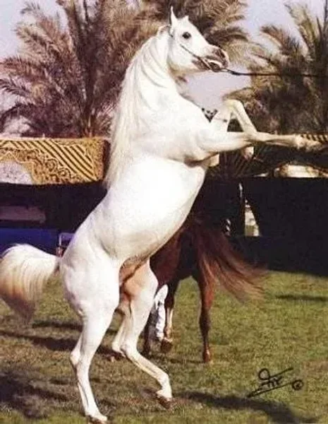 Shaheen