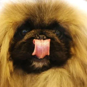 The Twelve Most Difficult Dogs To Train