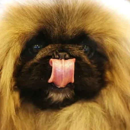 Difficult dogs to train