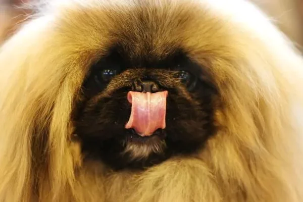 Difficult dogs to train