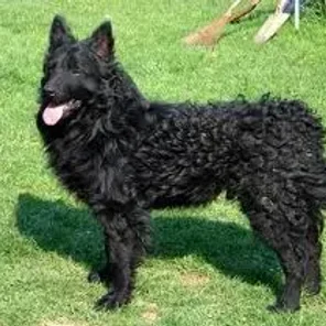 Croatian Sheepdog