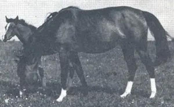Elza