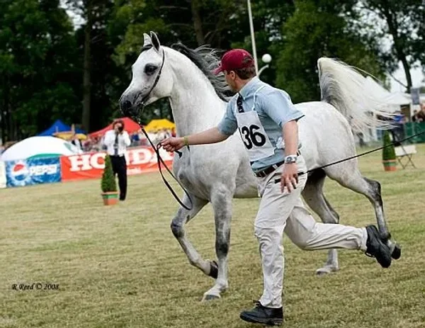 PEGASUS