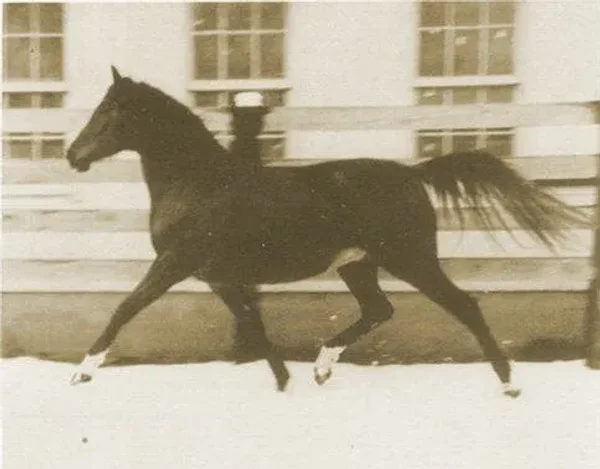 MAHROUSSA (Imaraff x Yatana by Farana)