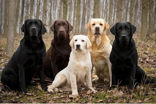 Black Lab, yellow Lab, chocolate Lab — take your pick: The sunny, smart, and hard-working Labrador Retriever is America's favorite dog.