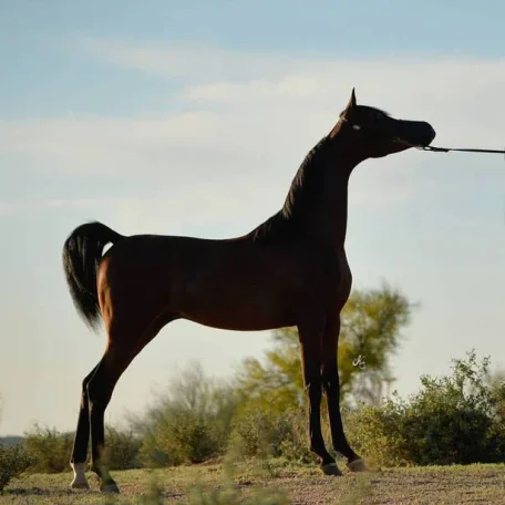 Soul Of Marwan AS
(Marwan Al Shaqab x RD Chall's Angel by Magnum Chall HVP)