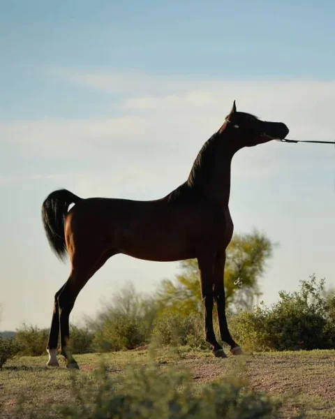 Soul Of Marwan AS
(Marwan Al Shaqab x RD Chall's Angel by Magnum Chall HVP)