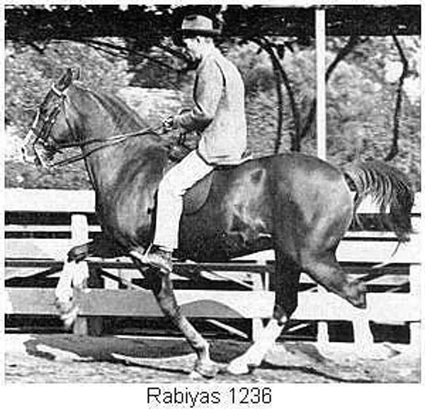 RABIYAS