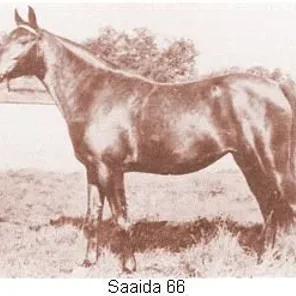 Saaida