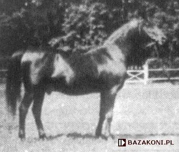 Mazepa II