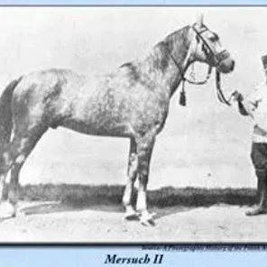 mersuch II