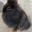 Dana Sedgwick-Hickey