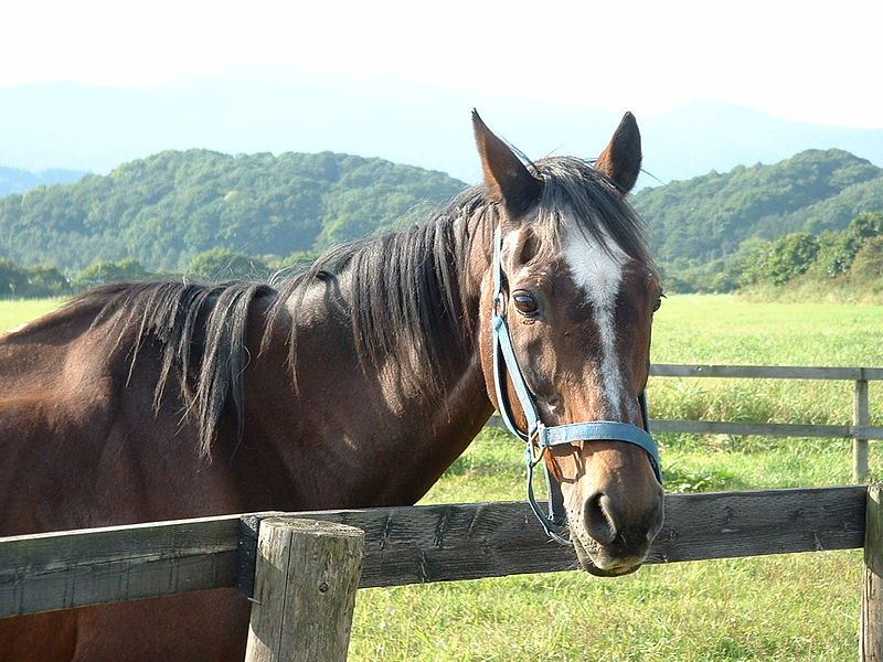 Science Helping Senior Horses