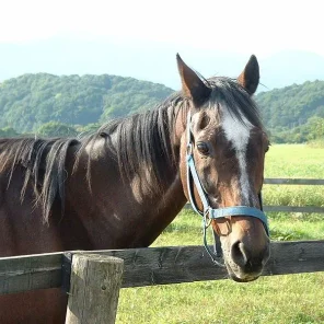 Science Helping Senior Horses