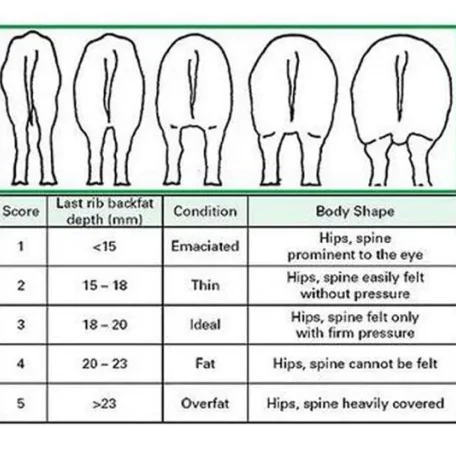 weight charts for your mini/pixie/micro piglet