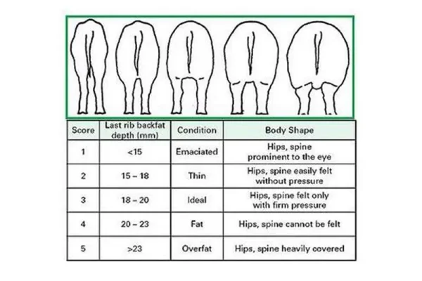weight charts for your mini/pixie/micro piglet