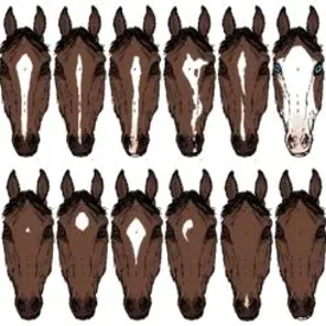 Horse Markings