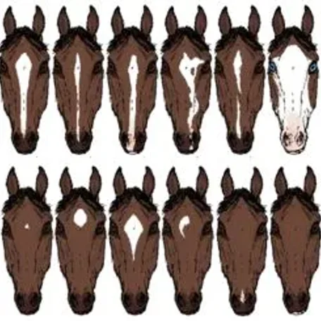 Markings on horses usually are distinctive white areas on an otherwise dark base coat color. Most horses have some markings, and they help to identify the horse as a unique individual.