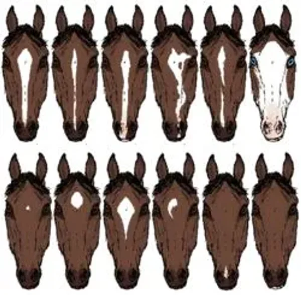 Markings on horses usually are distinctive white areas on an otherwise dark base coat color. Most horses have some markings, and they help to identify the horse as a unique individual.