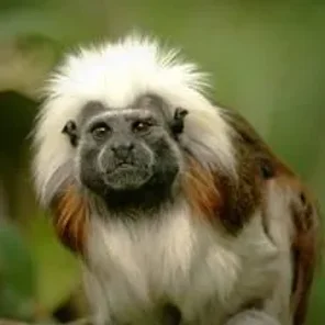 Cotton-top Tamarin