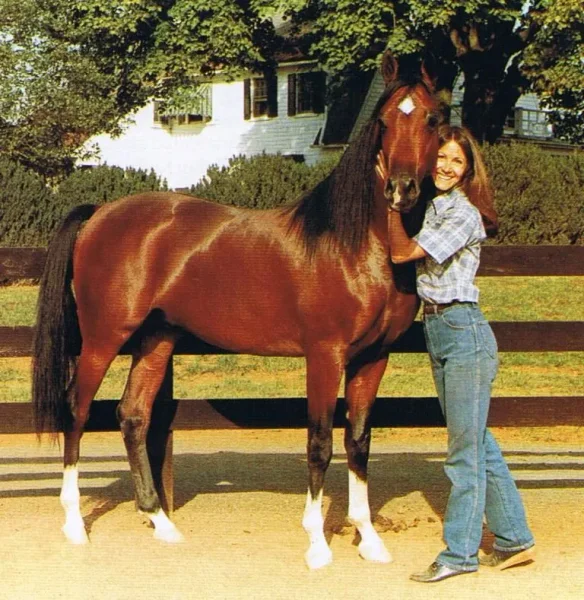 GA Khreation 1983 Arabian Stallion
