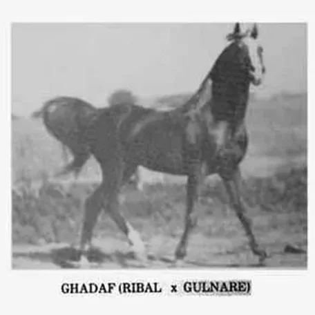 Ghadaf