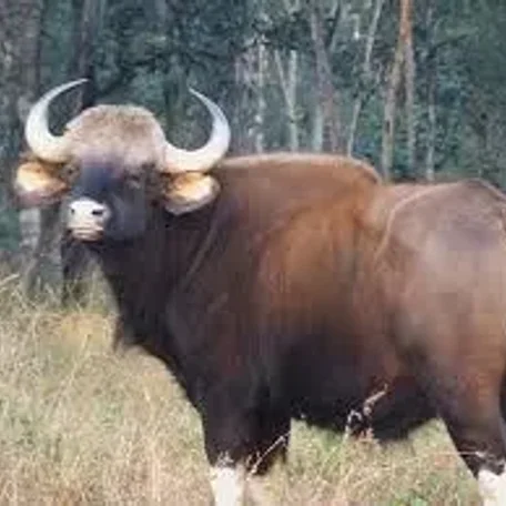 
          Gaur Bull Georgey
        