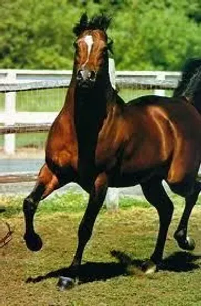 Bey Shah