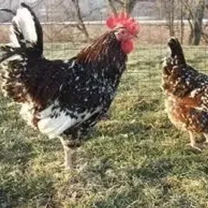Longcrowers - other