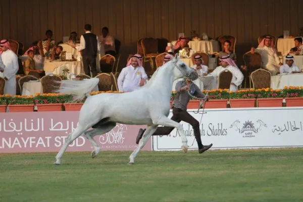 Murad Al Orobah