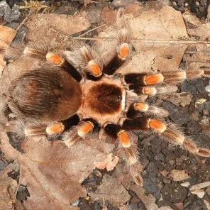 Spider