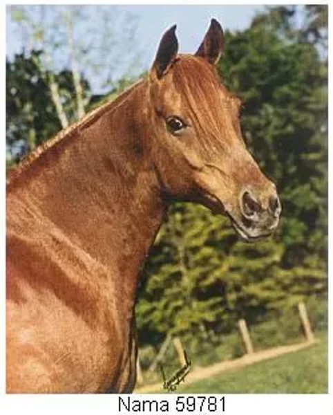 Nama