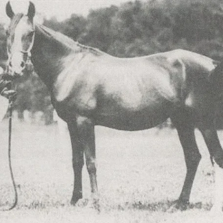 Sheba