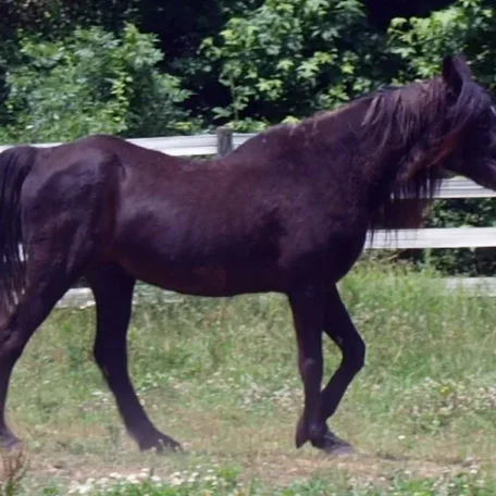 GH Desiree (Malabar Sheik x Elk Genessee) at 31 years old