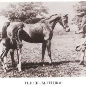 Fejr