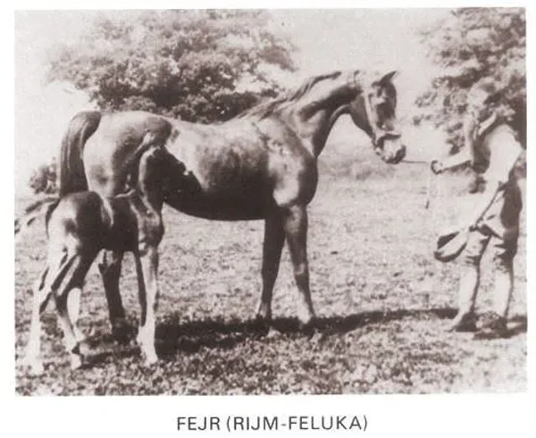 Fejr