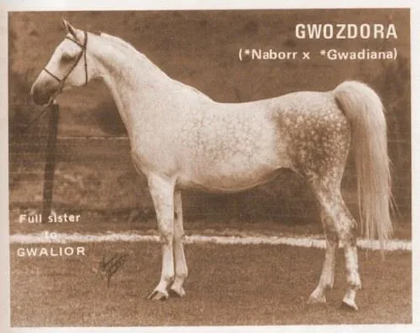 Gwozdora