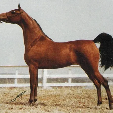 LITTLE LIZA FAME (Fame VF x Katahza by Aza Destiny) ~ Dam of Marwan Al Shaqab