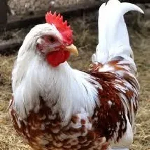 Flower Hen