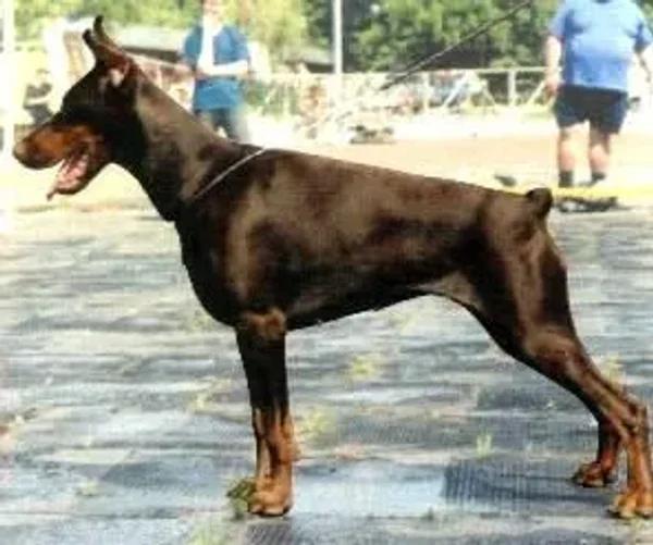 Int. Ch. Adel Adriana de Grande Vinko: IPO  III, HD-a, ZTP 1-a