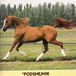 podsnejnik
