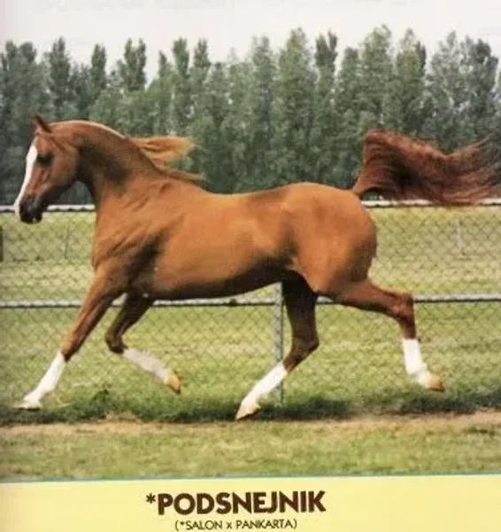 podsnejnik
