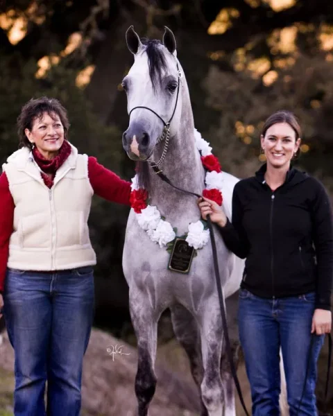 Om El Al Azeem (Al Lahab × Om El Beneera) 2010 US Reserve National Champion Stallion.