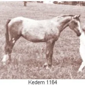 Kedem