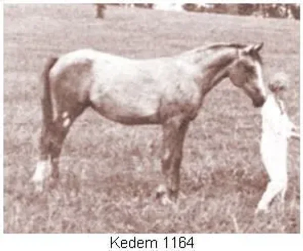 Kedem