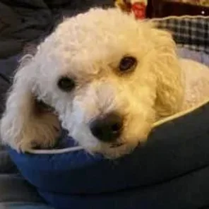 Shar-Poo (Designer Dog)