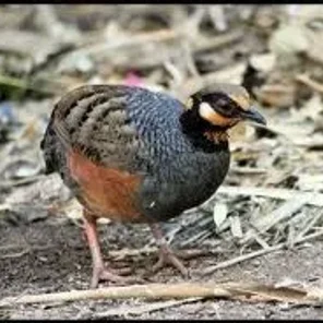 Chestnut-bellied Partridge