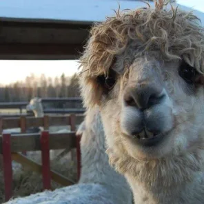 Alpaca History