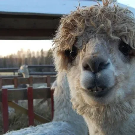Alpaca History
